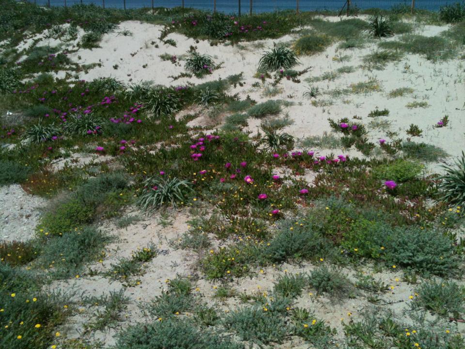 Camping Golfo Dell'Asinara Platamona Dış mekan fotoğraf